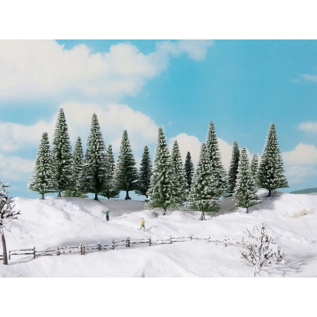 Noch 24681 - Jodła śnieżna, 16 sztuk, 10-14 cm wysokości