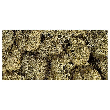 Noch 08600 - Mech dekoracyjny, kamienny odcień szarości, 35g