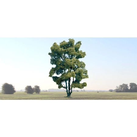 Noch 21660 - Akacja, 15cm