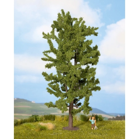 Noch 25880 - Lipa, 19 cm wysokości