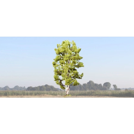 Noch 21641 - Brzoza z podwójnym pniem, wysokość 19 cm.
