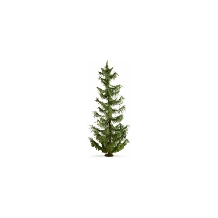 Noch 20191 - Świerk, wysokość 22 cm