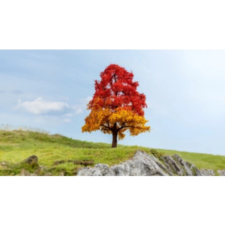 Noch 20114 - Dąb, jesienny, wysokość 20 cm