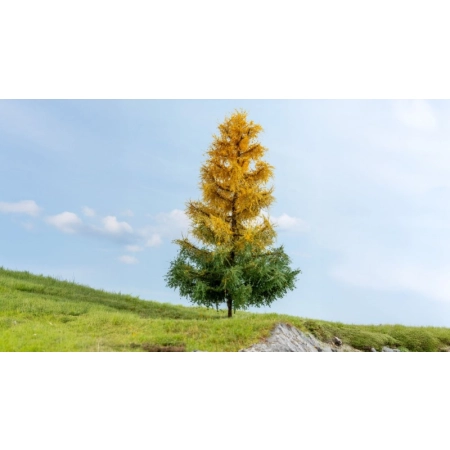 Noch 20168 - Modrzew, jesienny, wysokość 19 cm