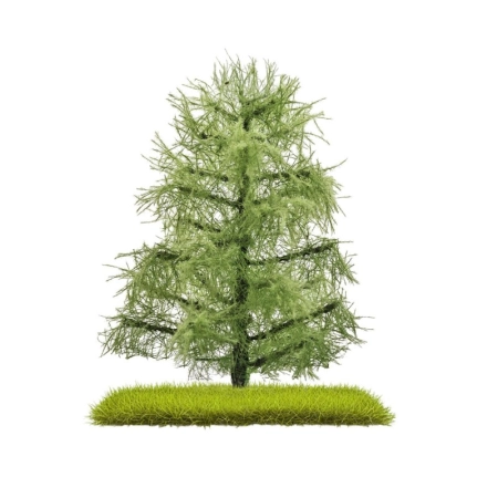 Busch 3811 - 2 pojedyncze modrzewie letnie 80 mm