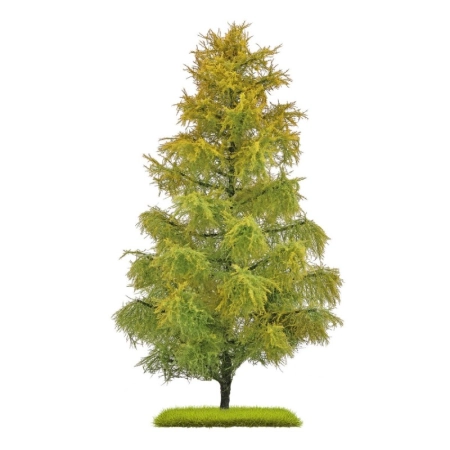 Busch 3817 - Dwukolorowy modrzew późne lato 210