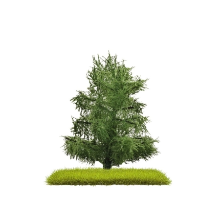 Busch 3805 - 2 pojedyncze świerki 80 mm